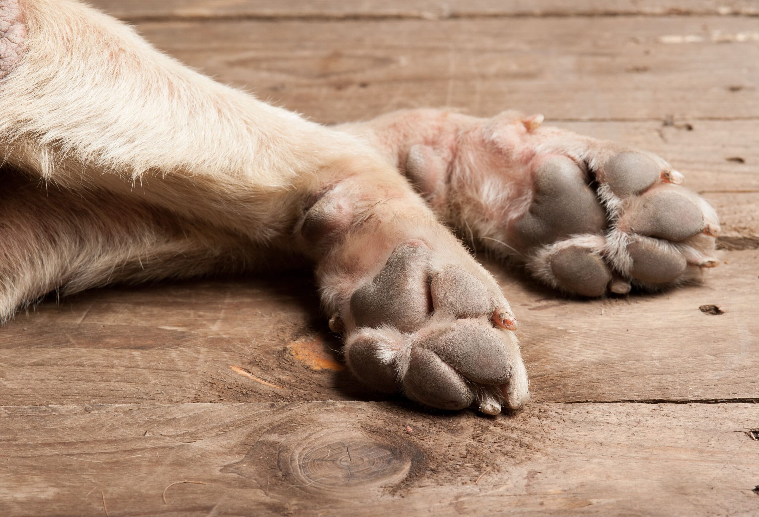 Hund Kralle Gezogen Wie Lange Verband Abgerissene Kralle beim Hund: Erste Hilfe und Behandlung - hunde
