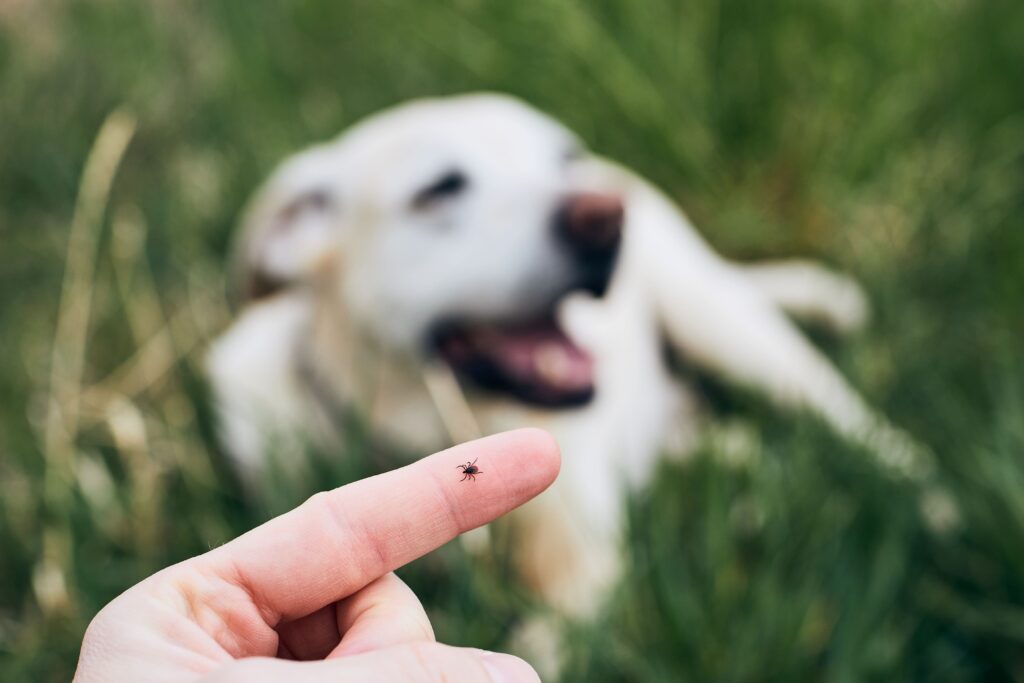 Bravecto für Hunde: Effektiver Schutz gegen Parasiten