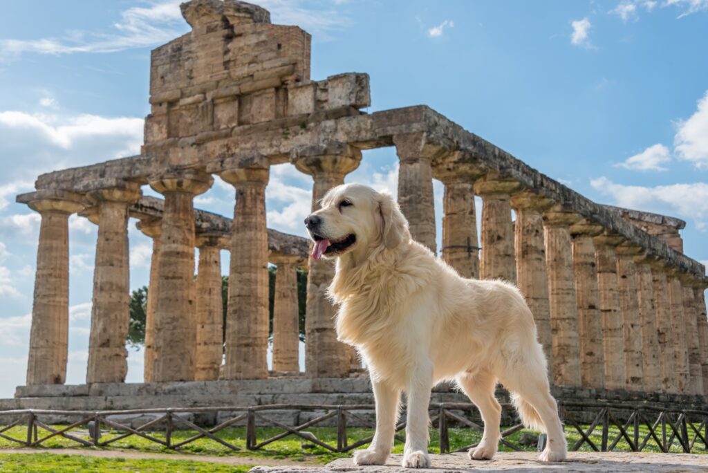 Der Hund: Begleiter des Menschen seit Jahrtausenden