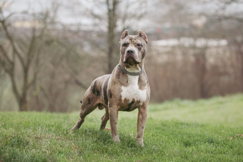 Der Pitbull: Fakten und Vorurteile über eine missverstandene Rasse