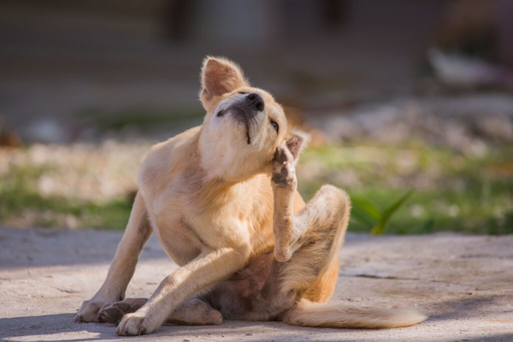 Flöhe beim Hund: Erkennen, Behandeln und Vorbeugen