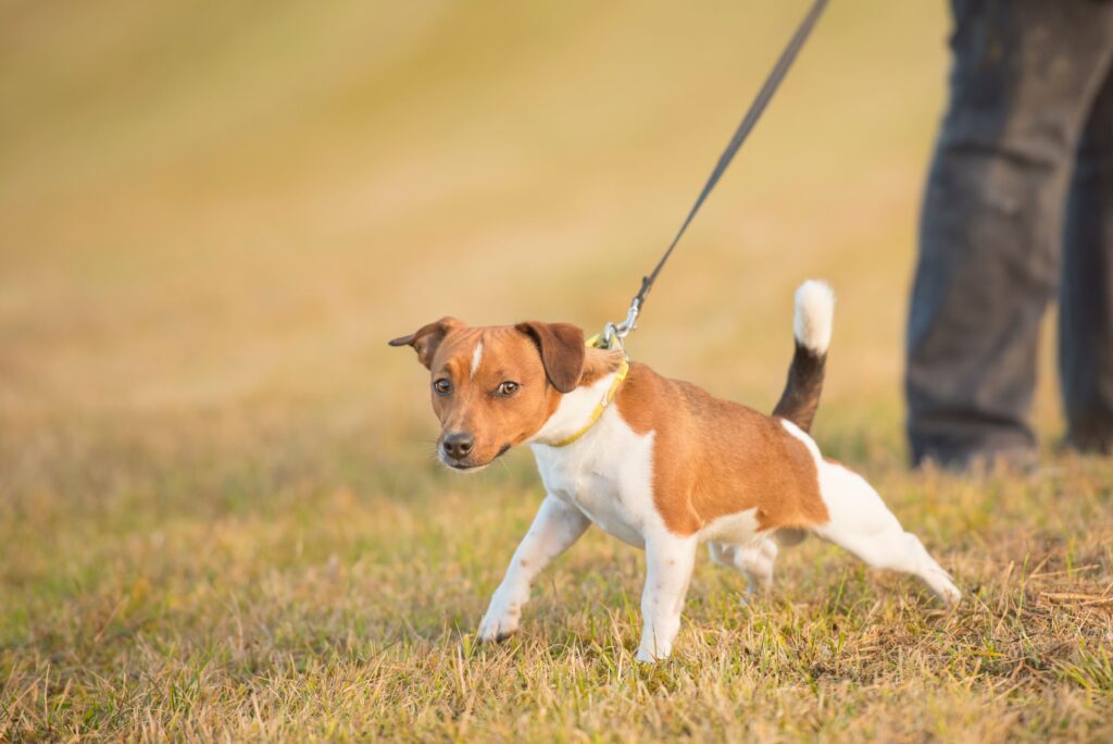 Hund zieht an der Leine: Tipps für entspanntes Gassigehen