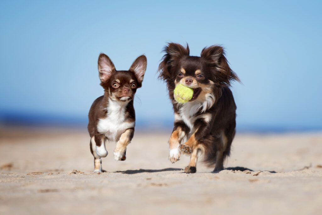 Kleine Hunde, großer Charme: Die beliebtesten Mini-Rassen