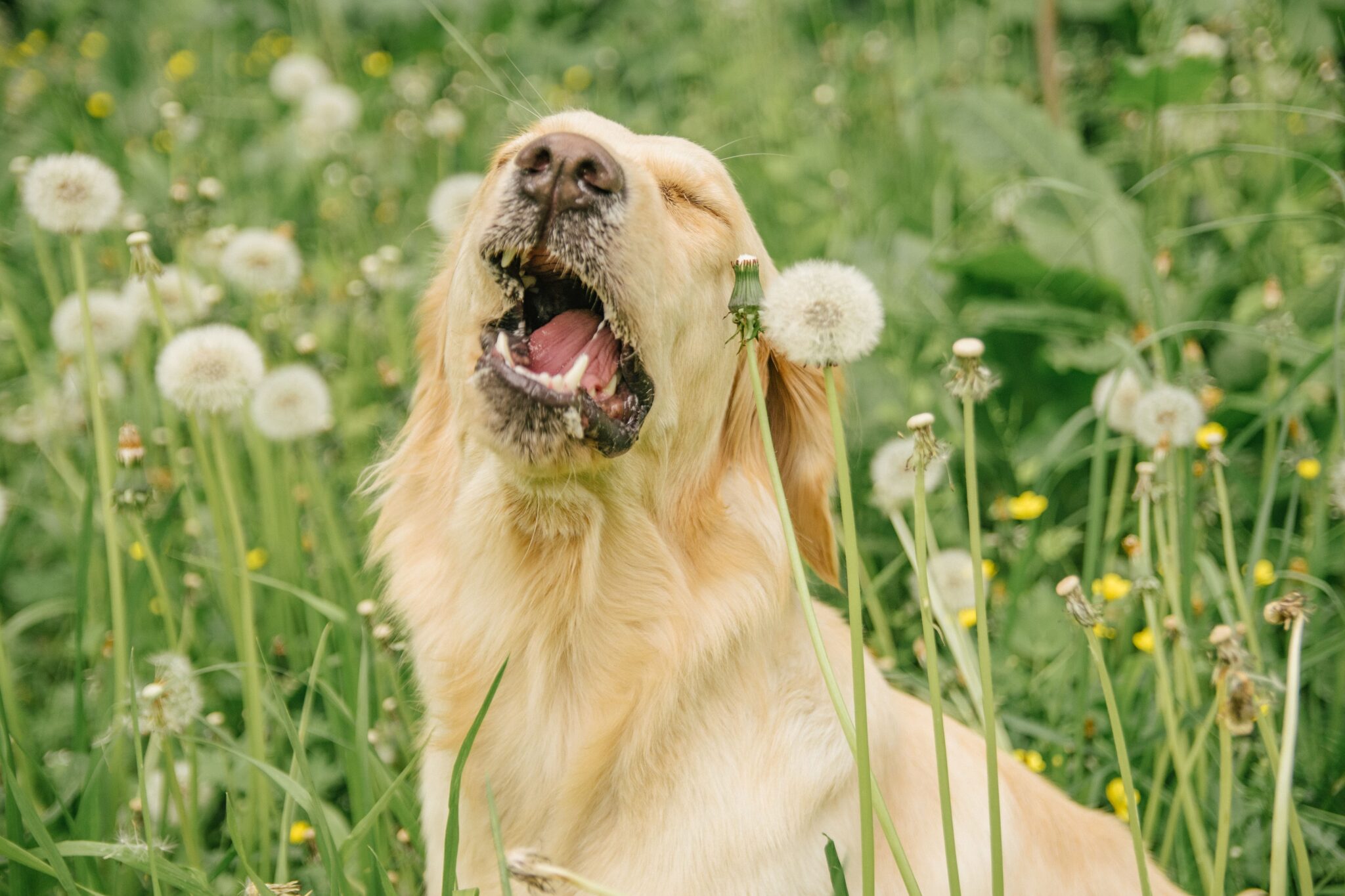 Hund Niest Oft Hintereinander Was Tun Mein Hund niest oft: Mögliche Gründe und Hilfe - hunde-gesundheit.de