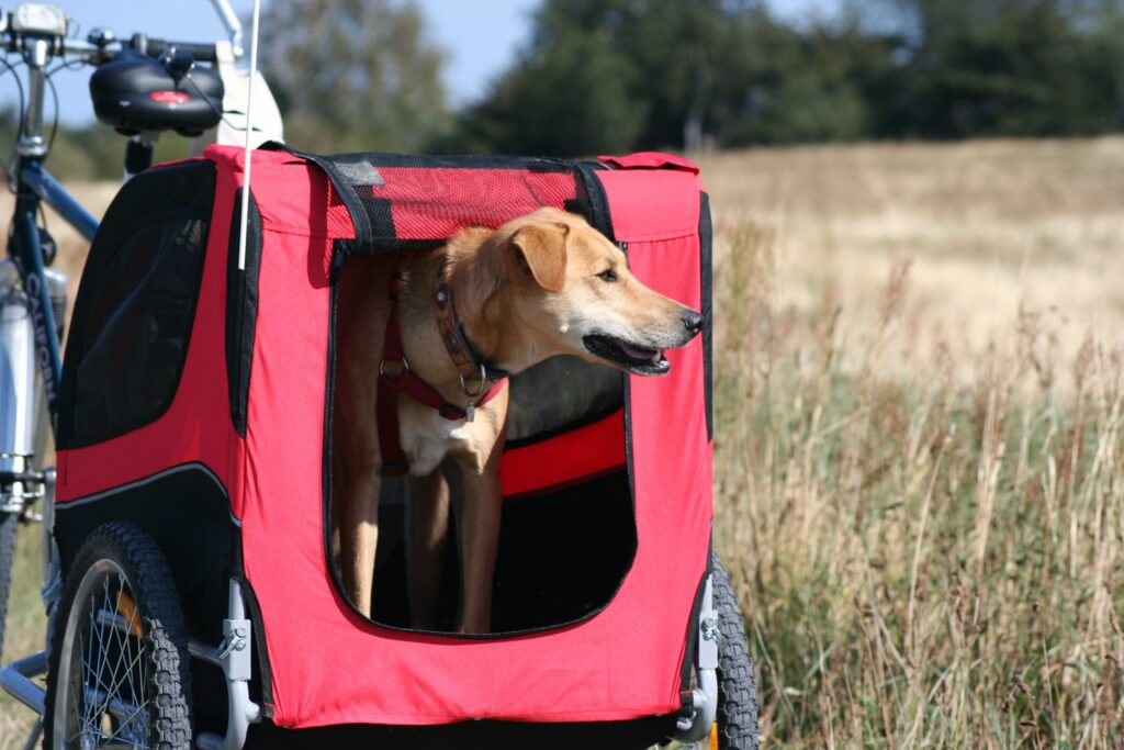 Mit dem Hund auf Tour: Die besten Fahrradanhänger im Test