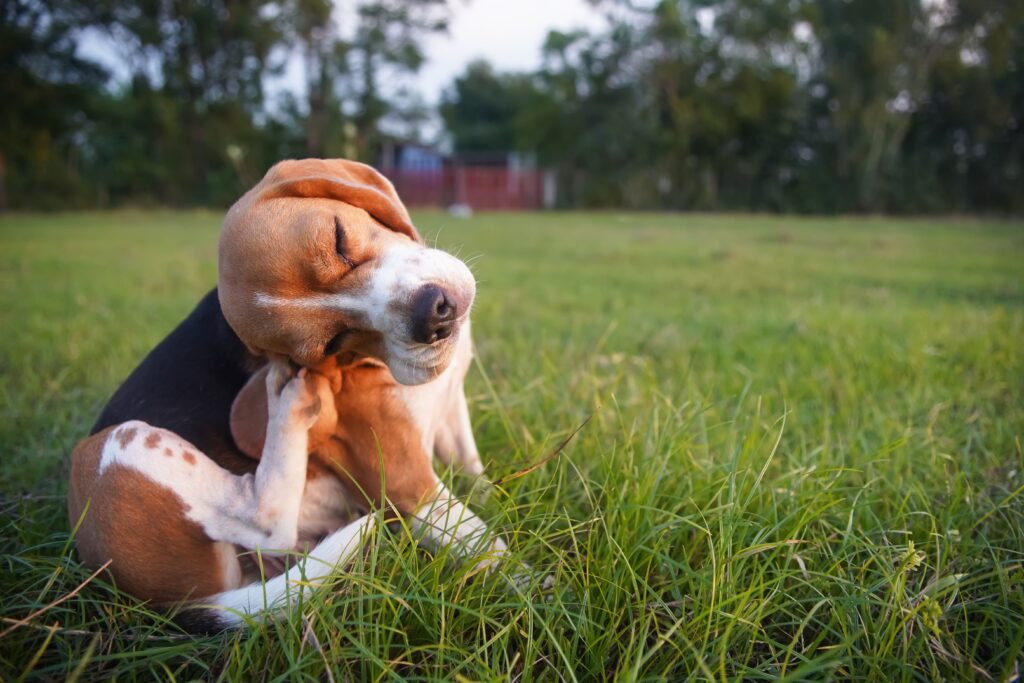 NexGard für Hunde: Einfache Lösung gegen Flöhe und Zecken