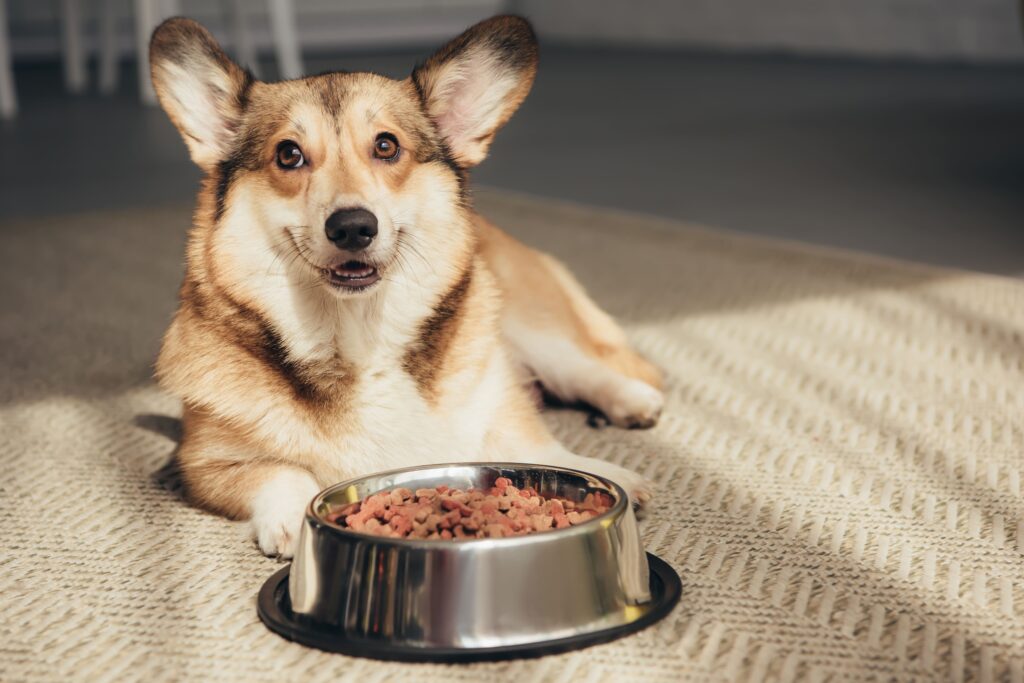 Schonkost für Hunde: Rezepte bei Magen-Darm-Problemen