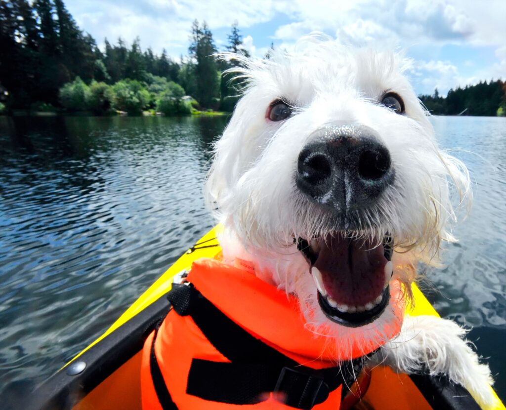 Sicher schwimmen: Die besten Schwimmwesten für Hunde