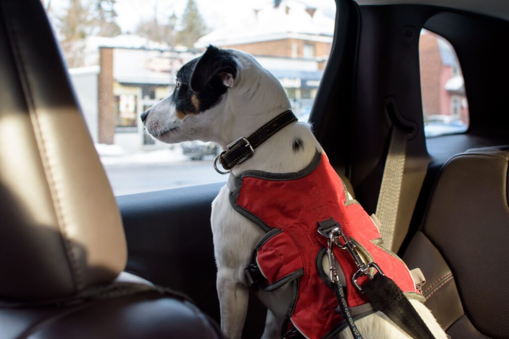 Sicherheitsgeschirr für Hunde: Sicher unterwegs im Auto