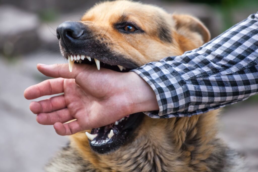 Wenn der Hund beißt: Ursachen und Prävention