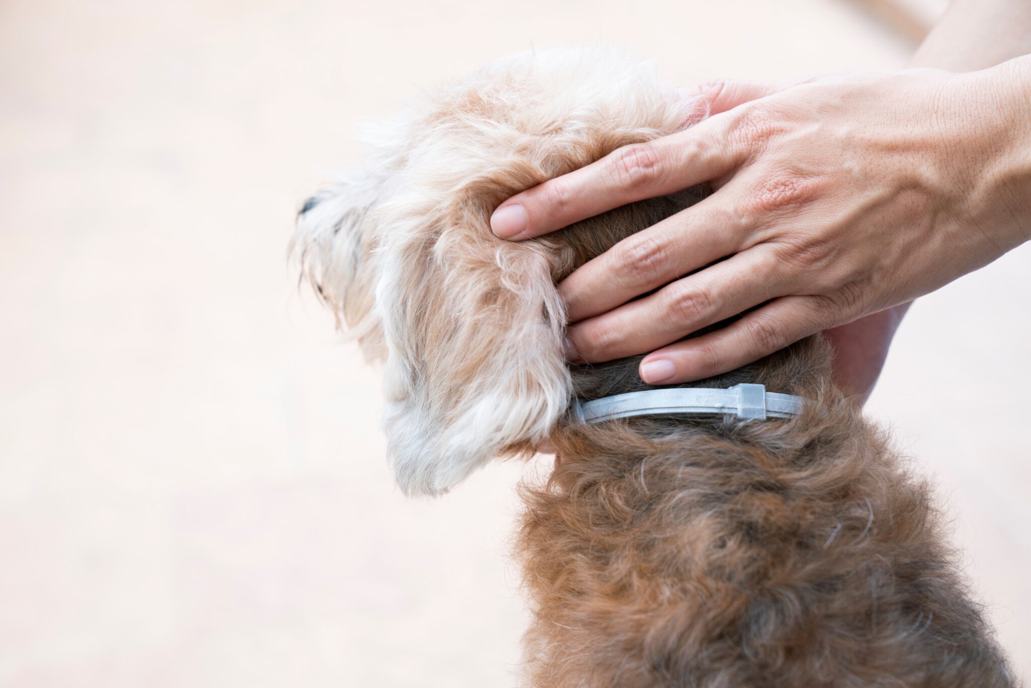 Hund Kralle Abgerissen Leben Liegt Frei Abgerissene Kralle beim Hund: Erste Hilfe und Behandlung - hunde