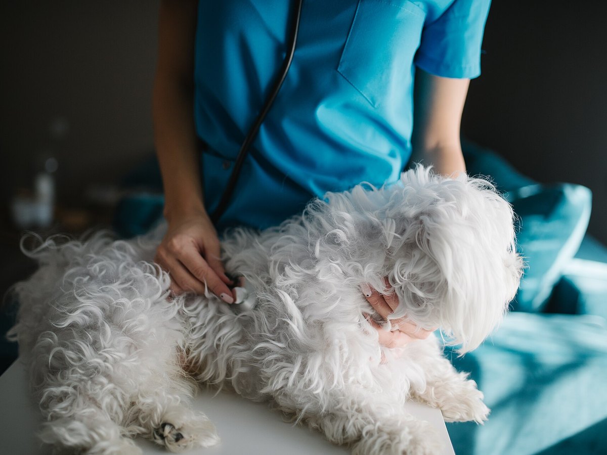 Tierärztin untersucht einen Hund mit dem Stethoskop