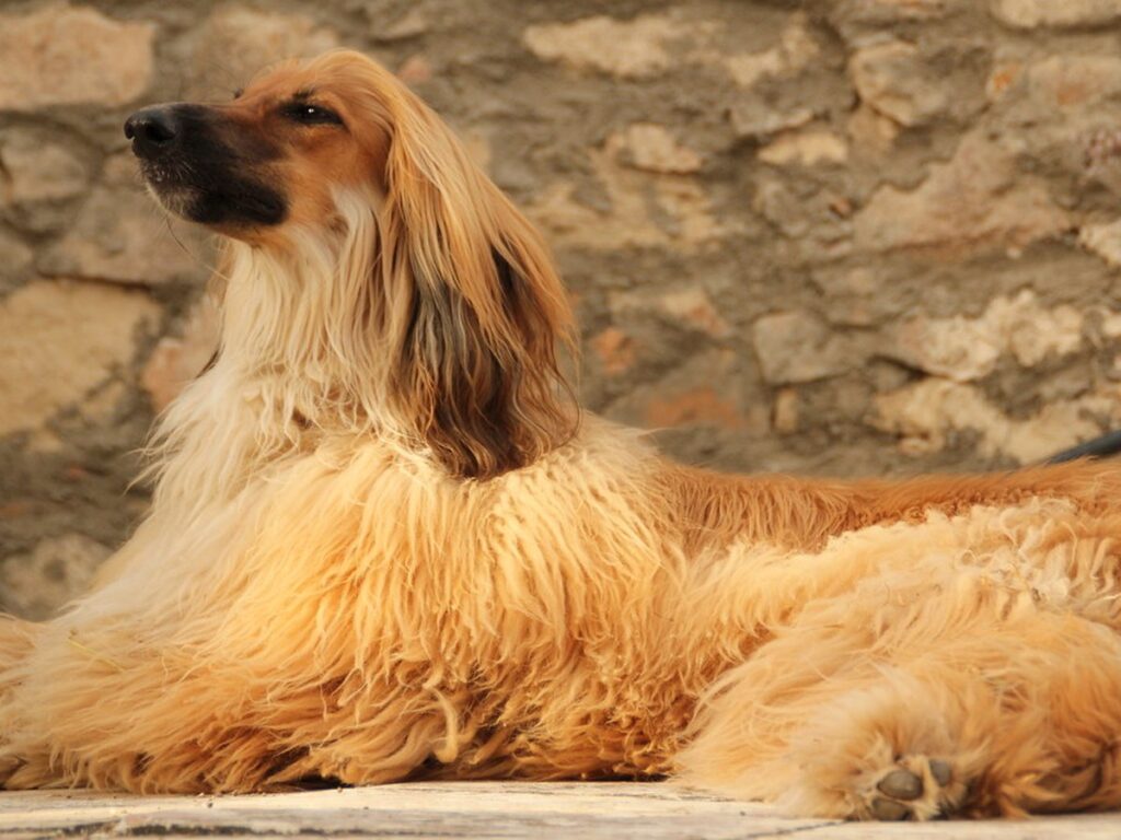 Afghanischer Windhund mit langem seidigem Haar