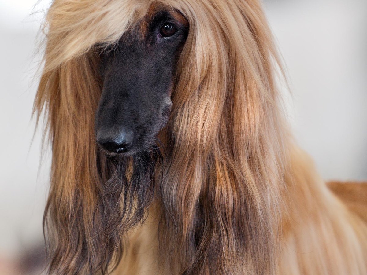 Afghanischer Windhund im Galopp auf einer Wiese