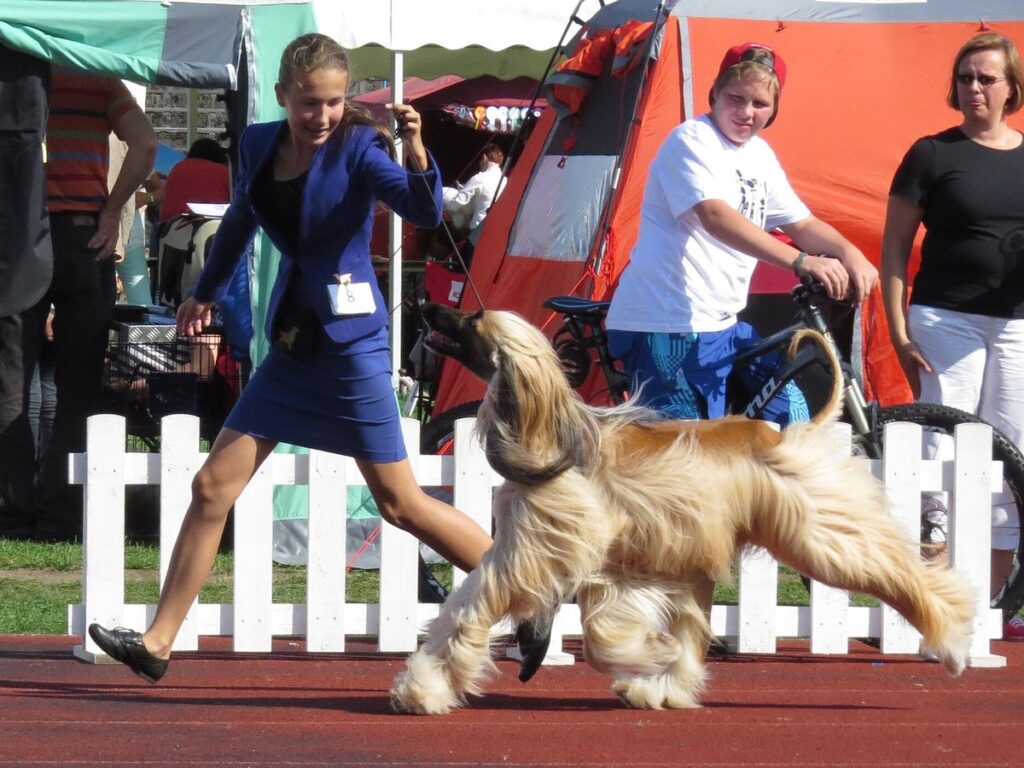Afghanischer Windhund mit langem seidigem Haarkleid