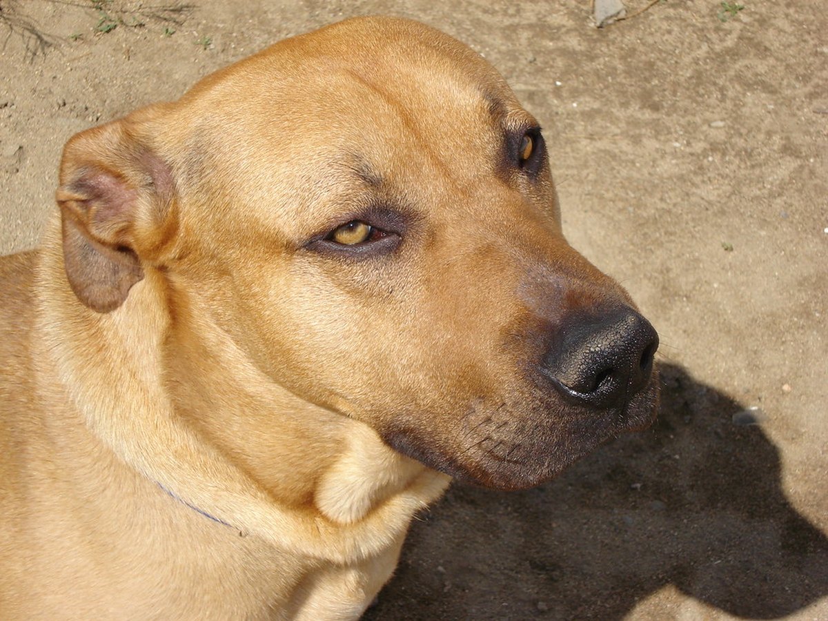 Rhodesian Ridgeback, benannt nach dem Fellkamm auf dem Rücken