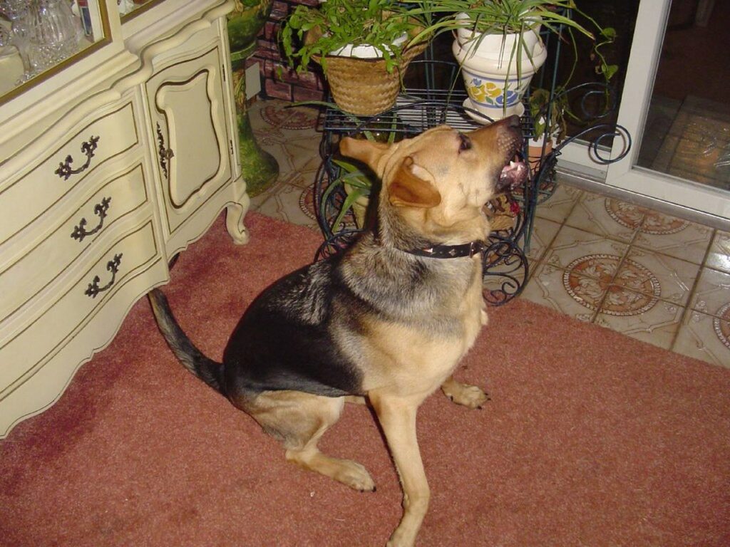 Schäferhund-Mix bellt mit weit geöffnetem Fang