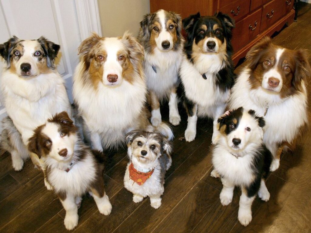 Mehrere Hunde einer Zuchtlinie sitzen zusammen