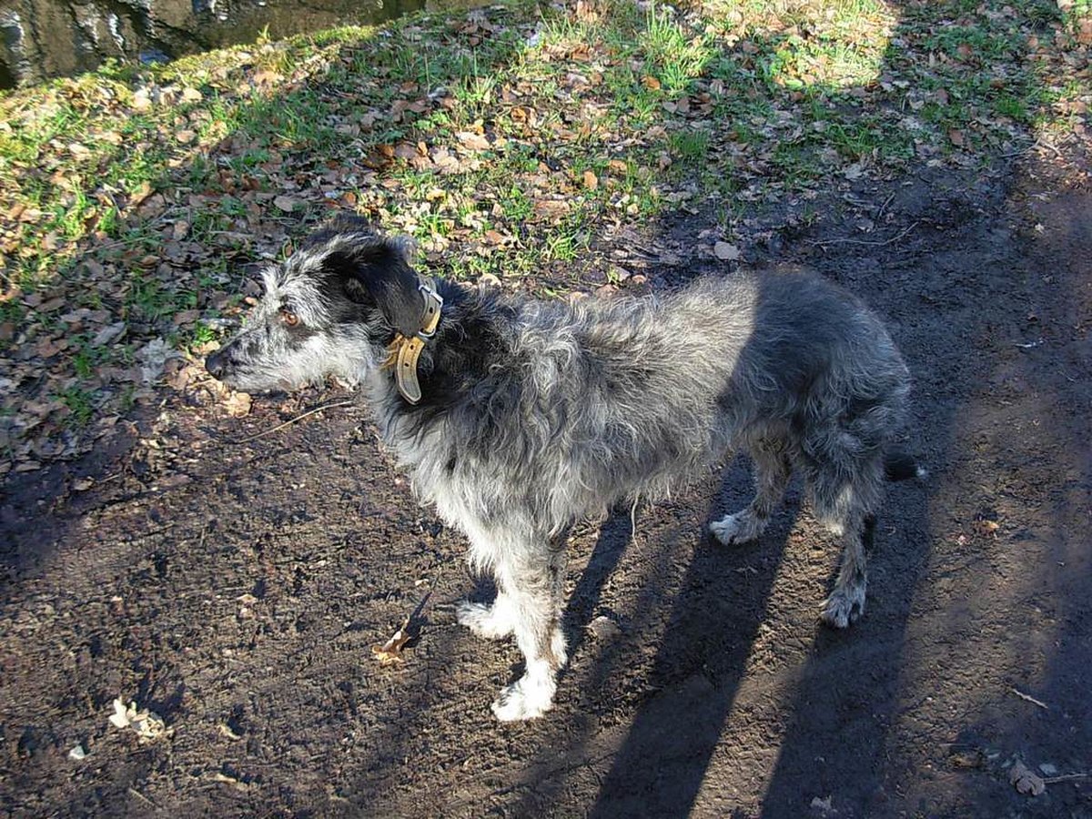 Zottelig behaarter Hütehund im Porträt