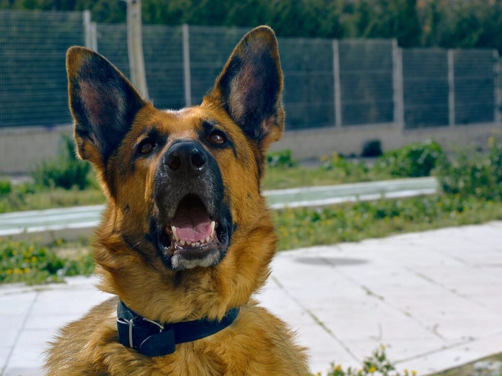 Deutscher Schäferhund im Porträt