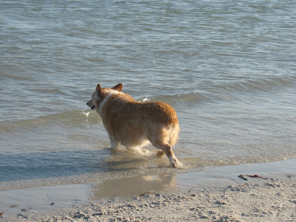 Älterer Hund beim Spaziergang mit seinem Halter