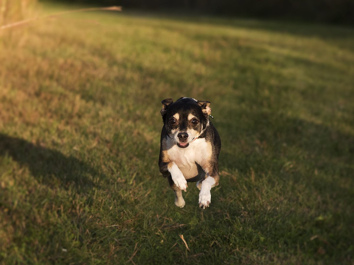 Rennender Hund auf einer Wiese