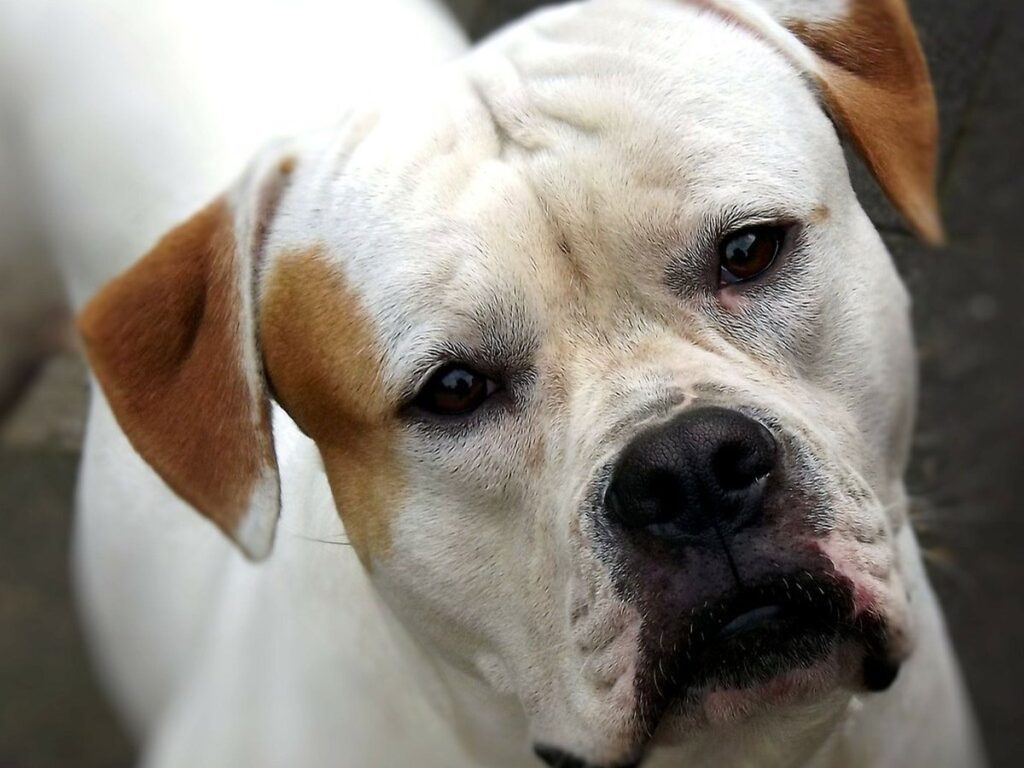 American Bulldog steht auf einer Wiese