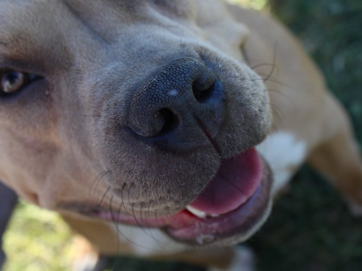 Kopf eines American Bulldog