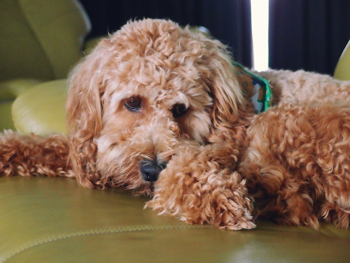 American Cocker Spaniel Welpe sitzt auf einer Wiese