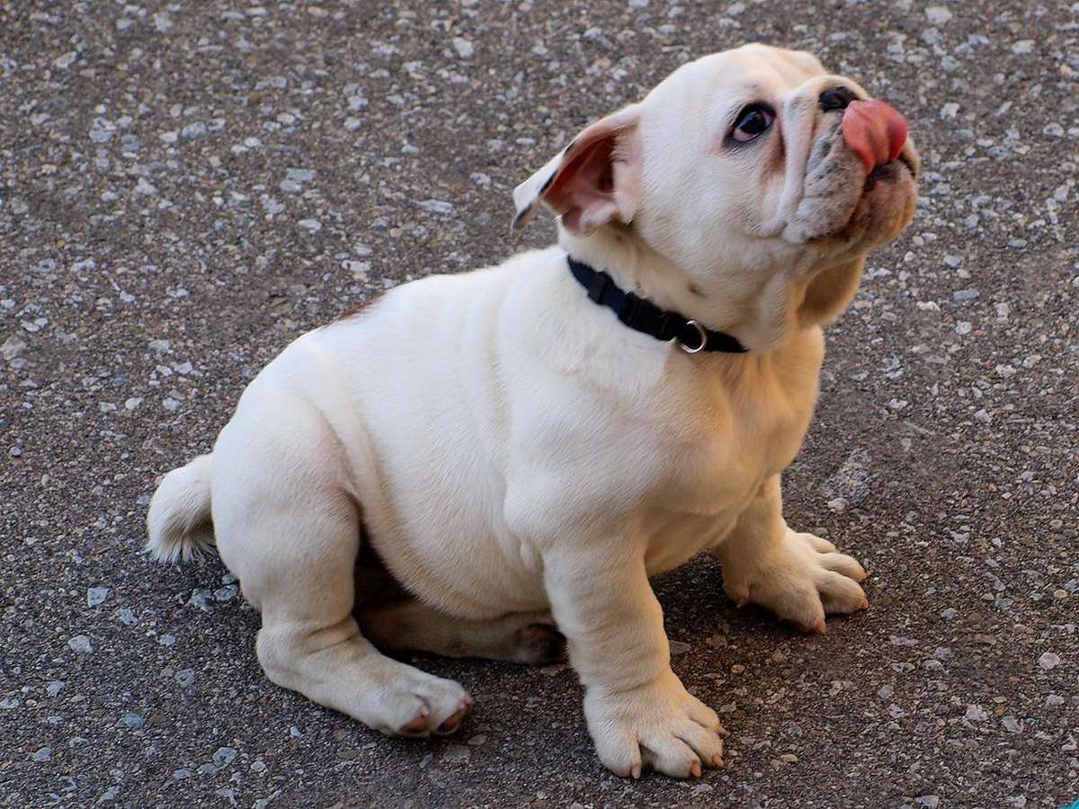 Kopfstudie einer amerikanischen Bulldogge