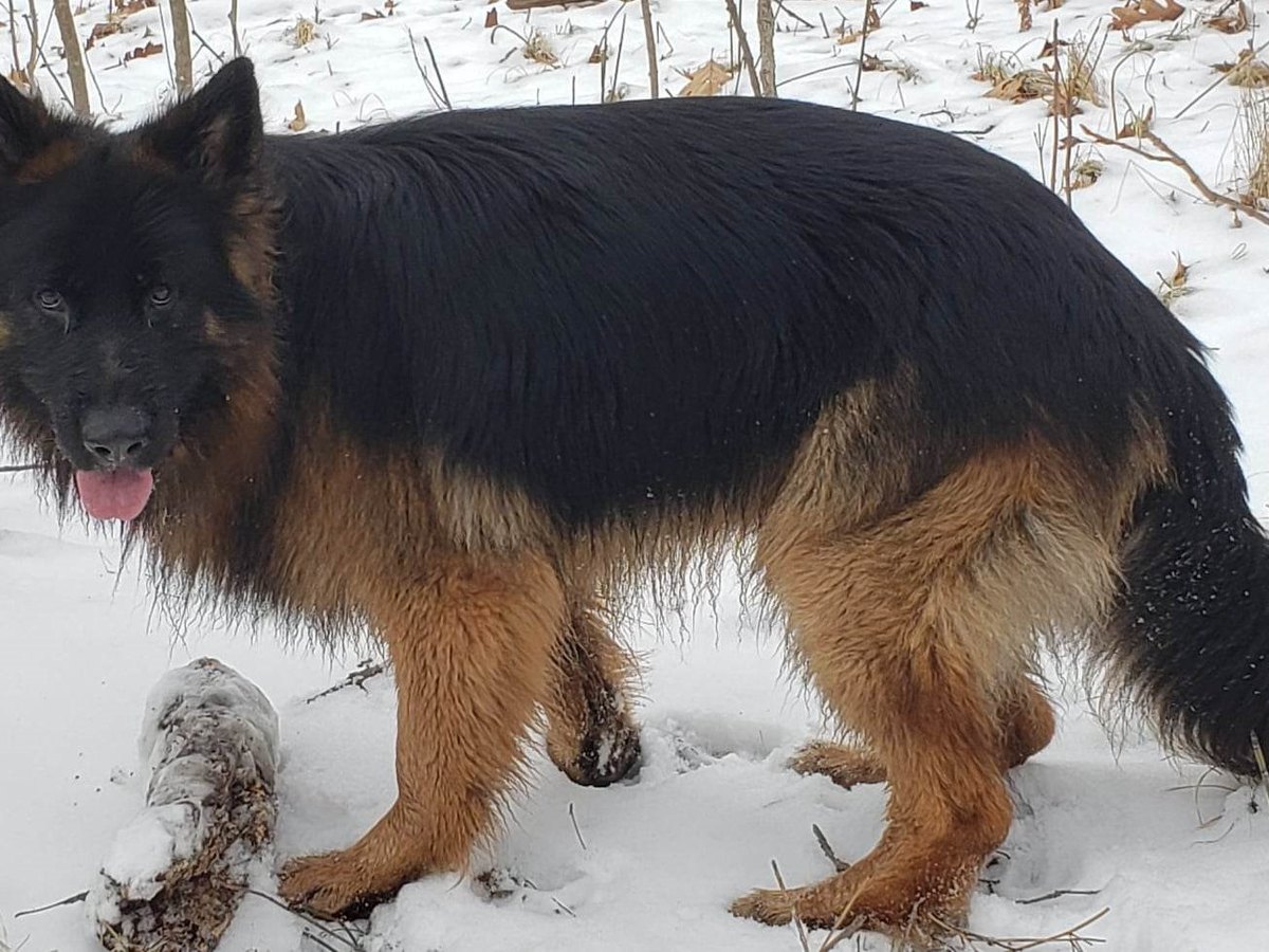 Großer Schäferhund vom Typ Shiloh Shepherd im Freien