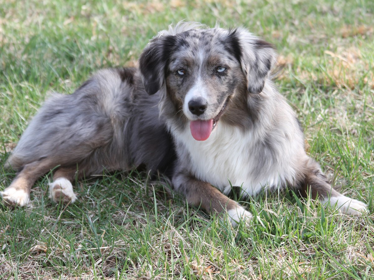 Amerikanischer Schäferhund steht auf einer Wiese