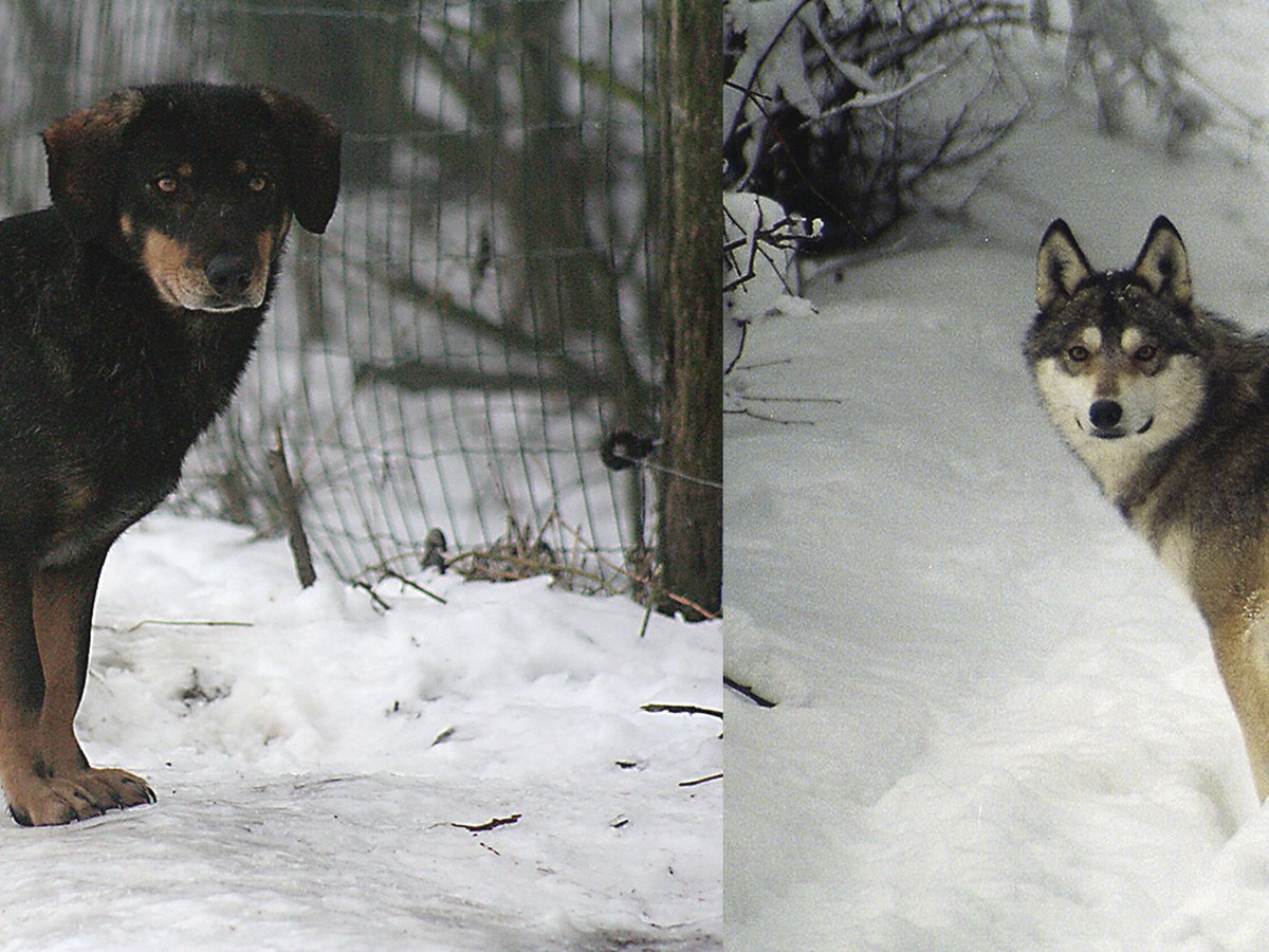 Wolfshund, eine Kreuzung aus Wolf und Haushund