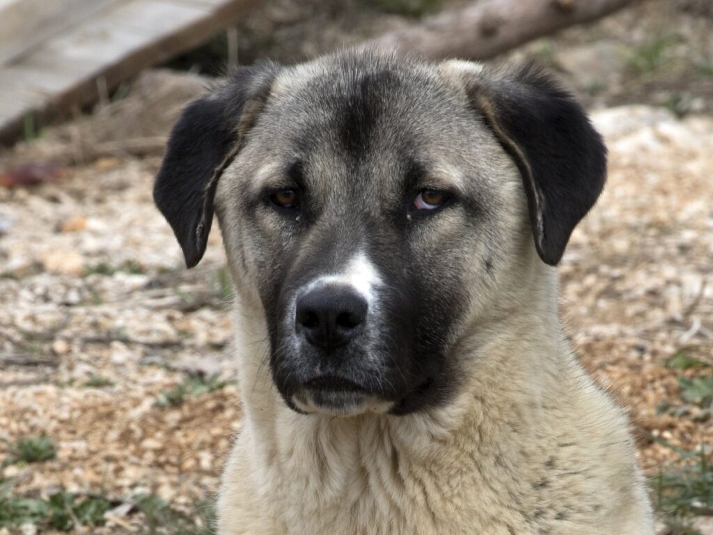 Kangal-Hirtenhund auf einer Weide