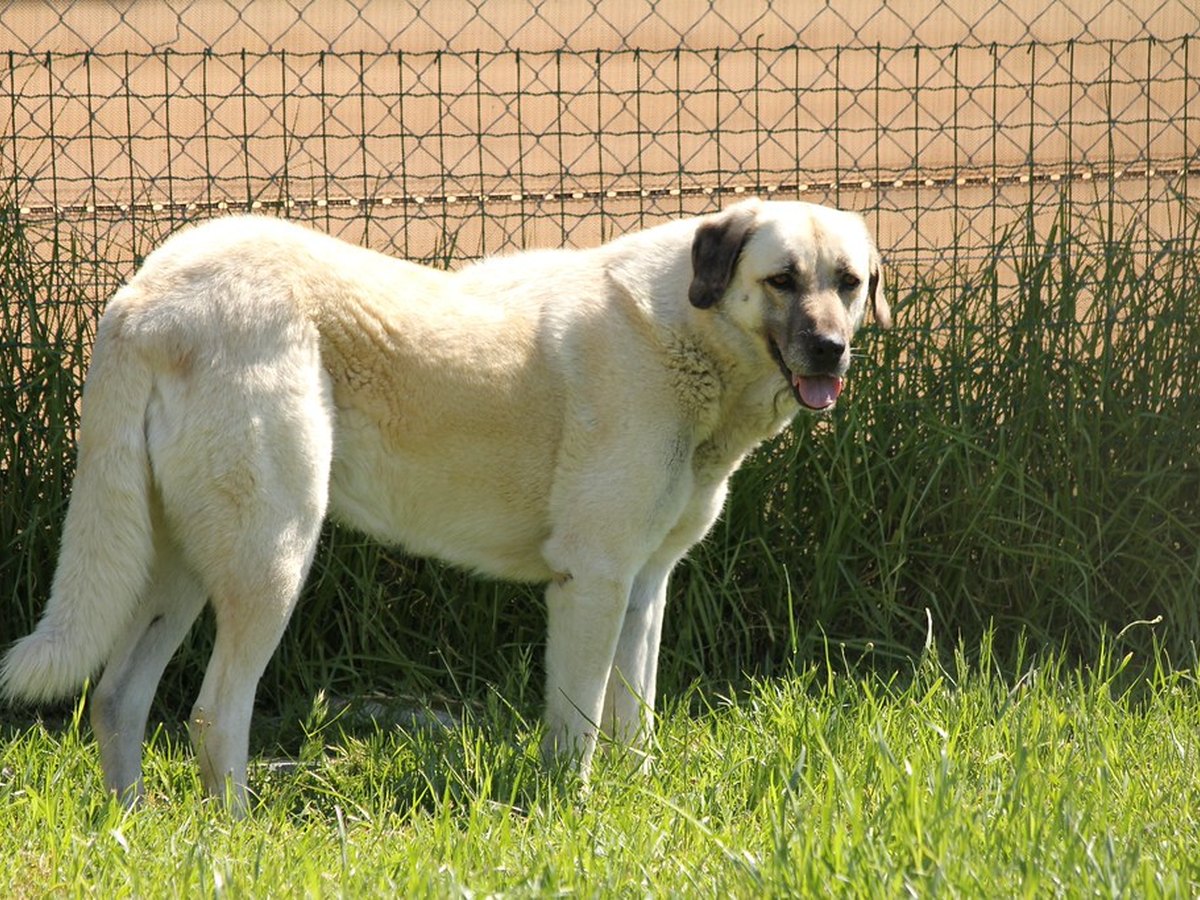 Anatolischer Schäferhund steht aufmerksam im Freien