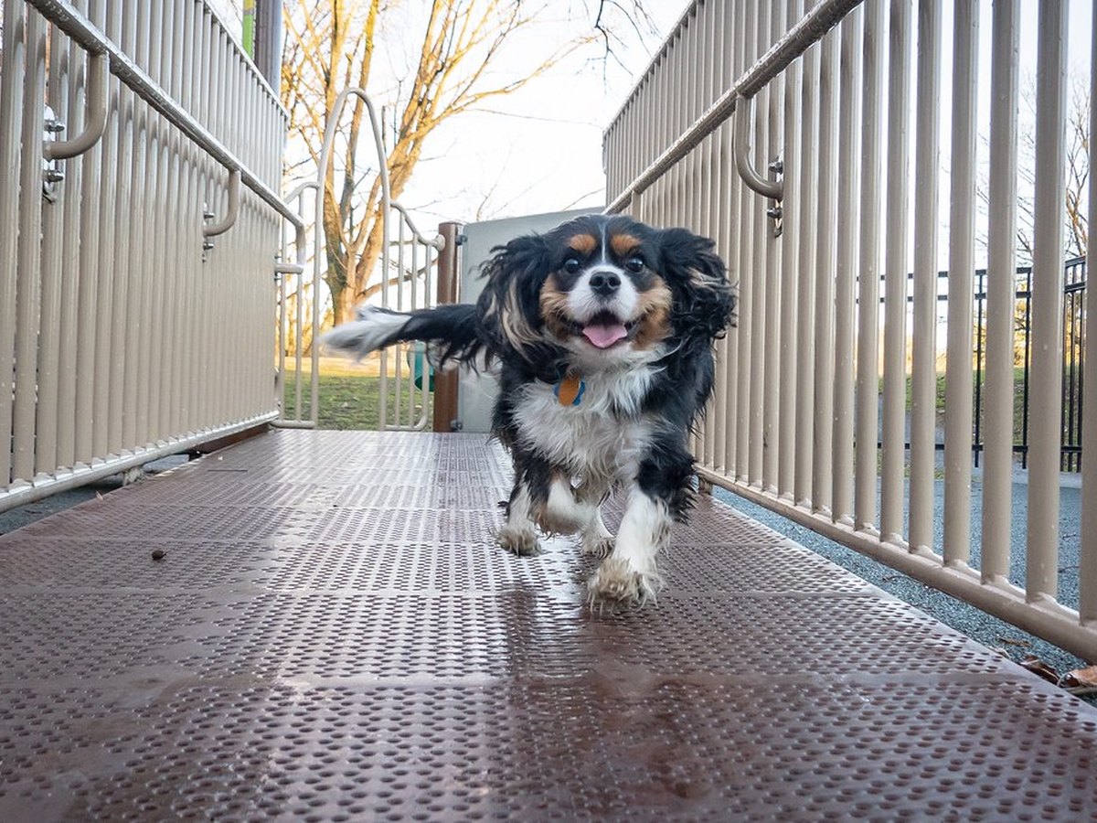 Cavalier King Charles Spaniel rennt fröhlich über einen Holzsteg