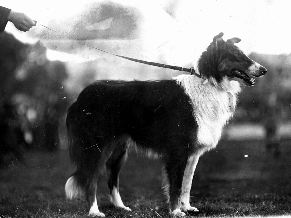 Collie, laut VDH ein für Anfänger geeigneter mittelgroßer Hund