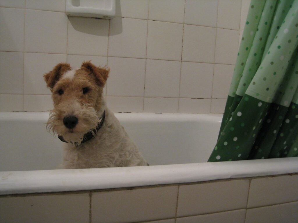 Hund wird in der Badewanne gewaschen