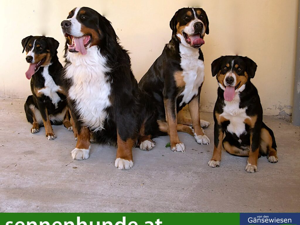 Appenzeller Sennenhund im Freien