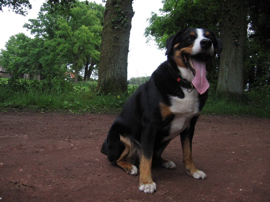 Appenzeller Sennenhund im Freien