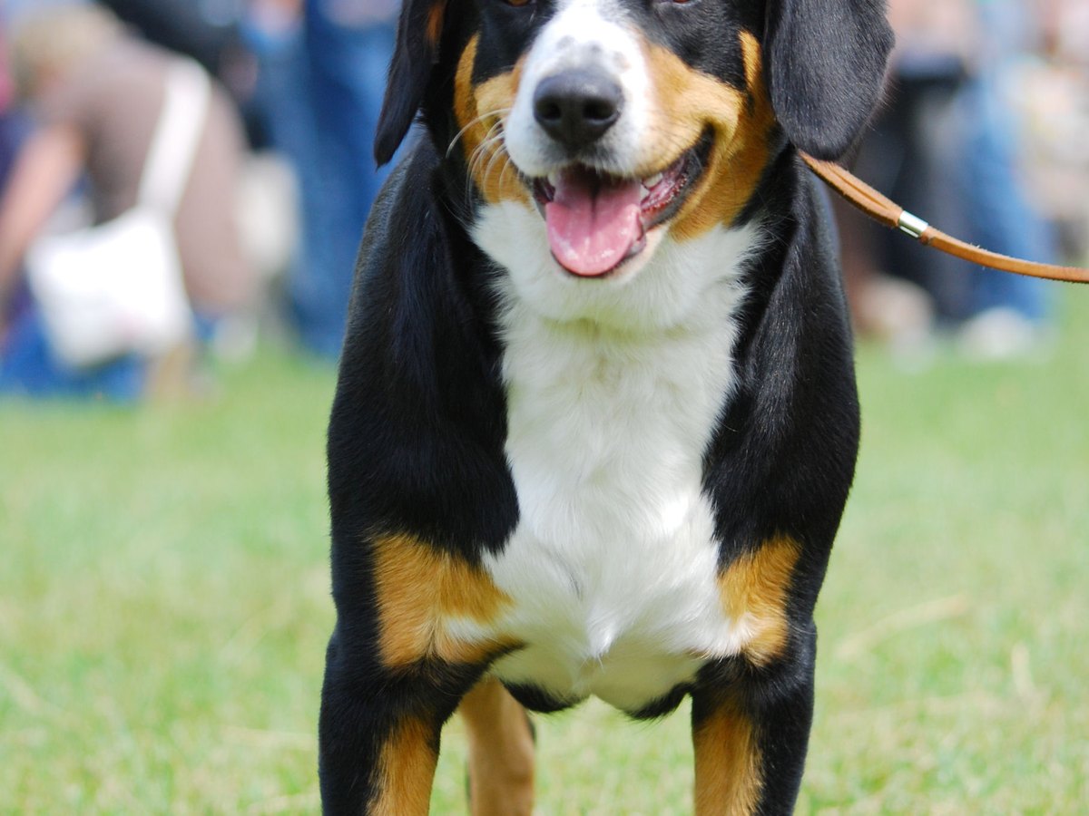 Kopf eines dreifarbigen Hundes