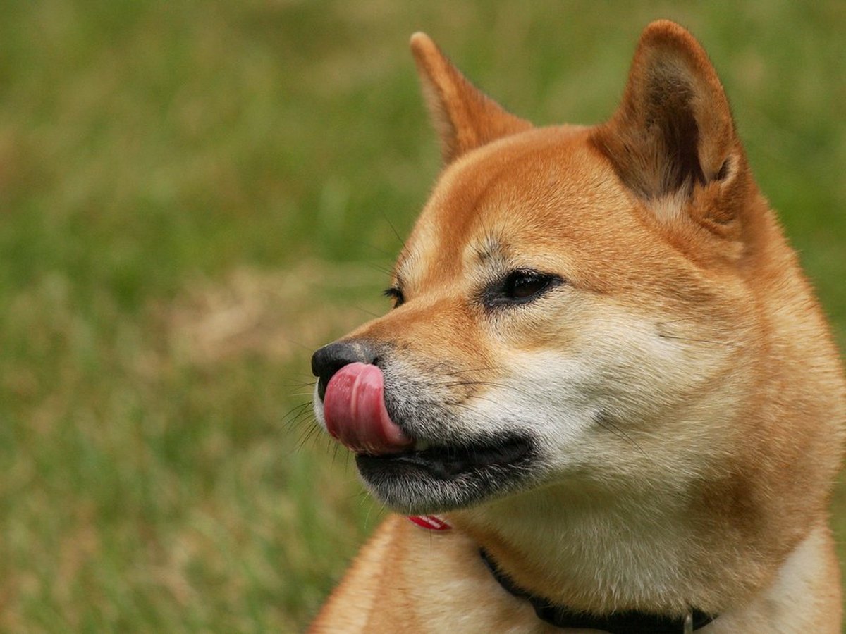 Akita Inu, benannt nach der japanischen Provinz Akita