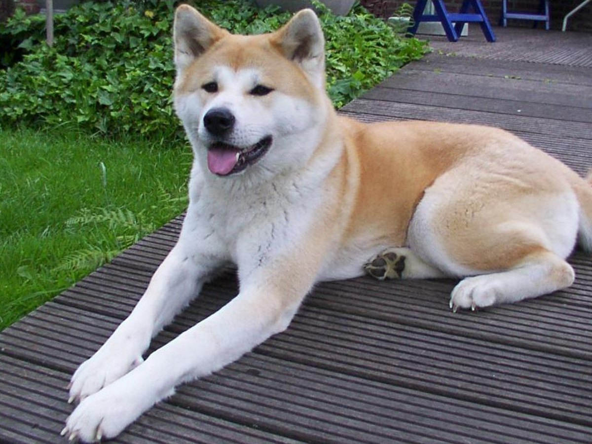 Ein Akita Inu sitzt aufmerksam im Freien