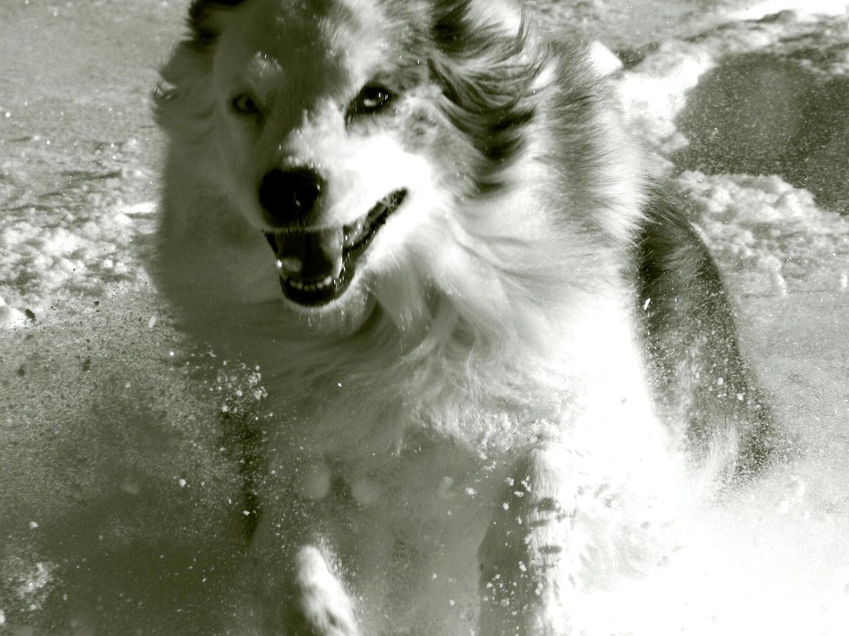 Erwachsener Australian Shepherd in Bewegung