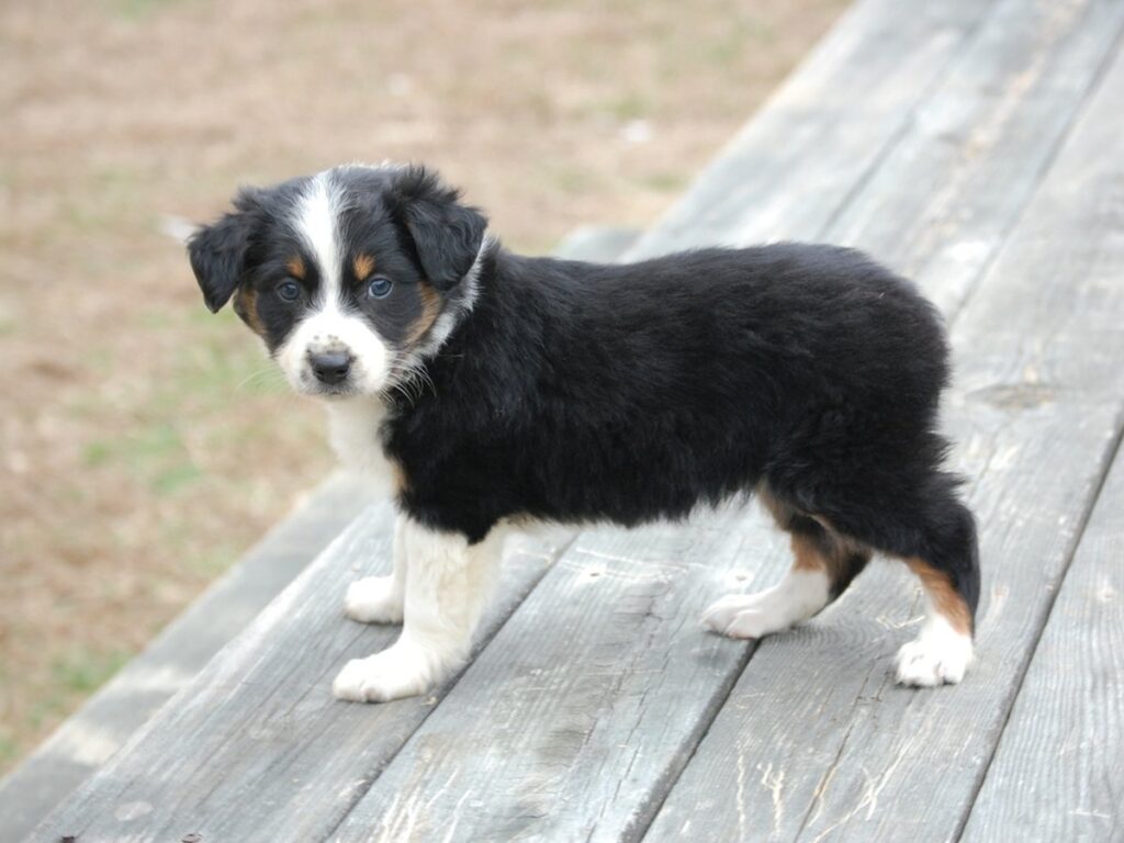 Australian-Shepherd-Welpe auf einer Wiese