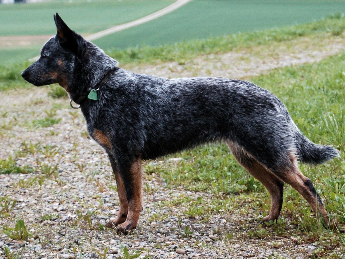 Ein Australian Cattle Dog steht auf einer Weide