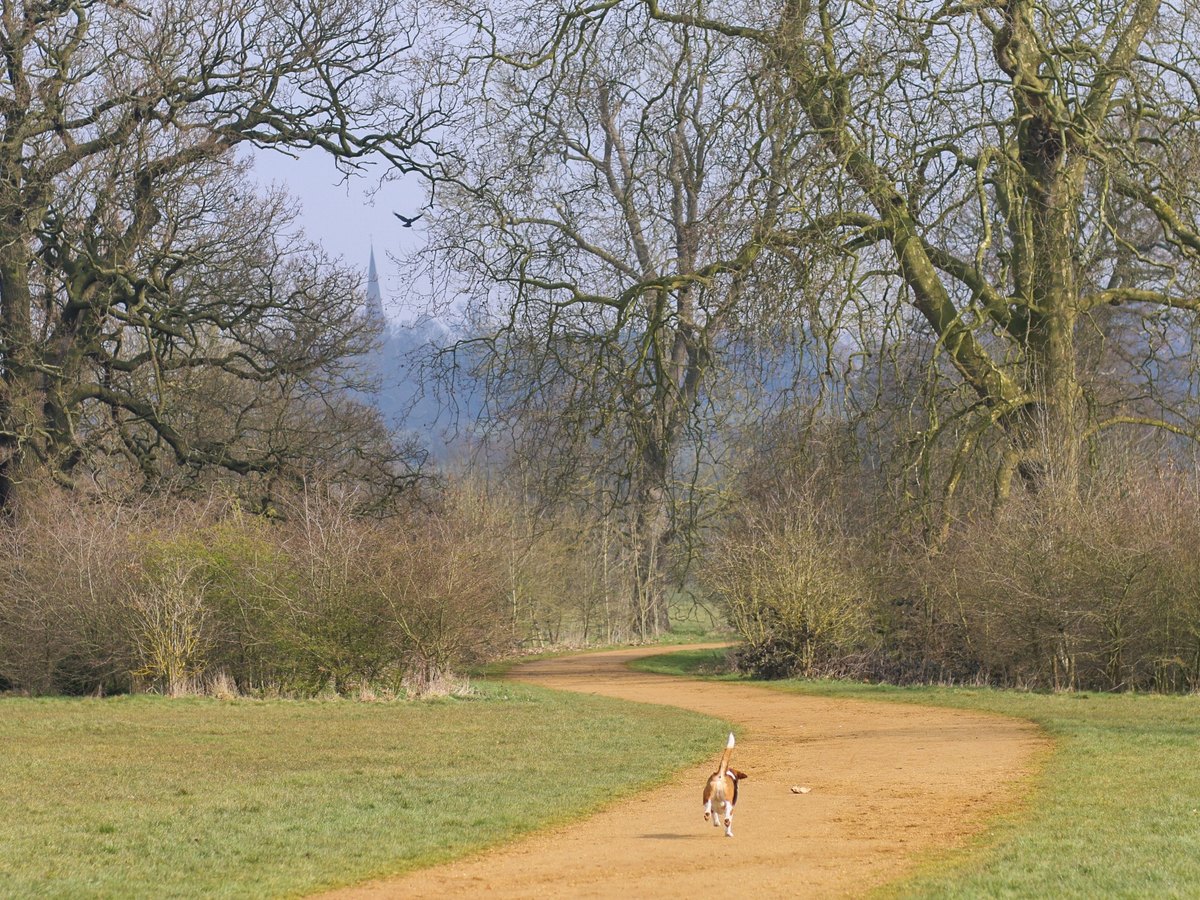 Beagle läuft an der Leine durch eine Wiese