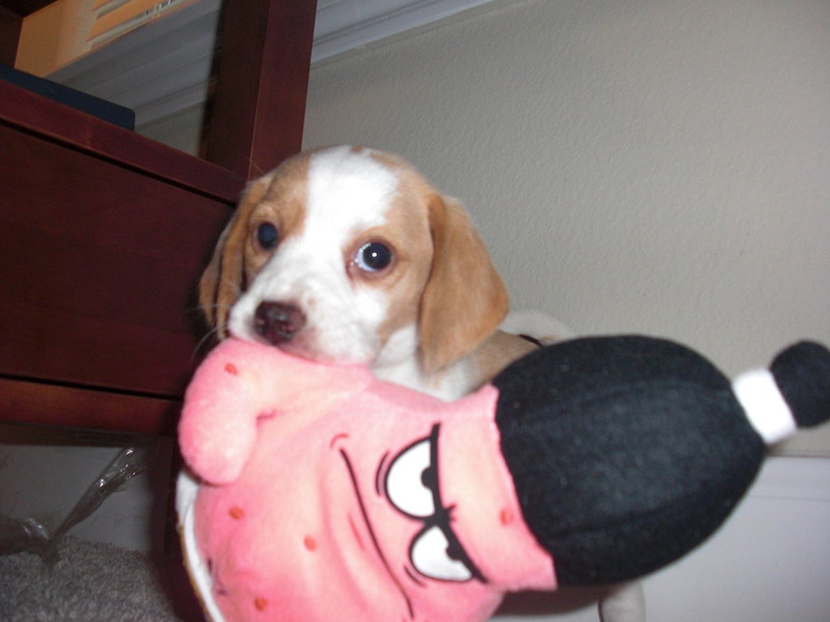 Beagle-Welpe auf einer Wiese