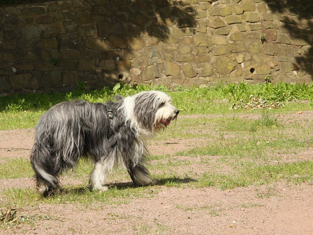 Erwachsener Bearded Collie mit zottigem Fell