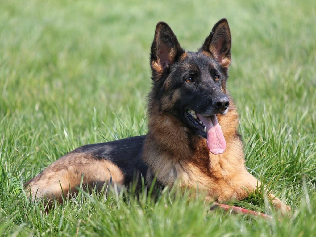 Deutscher Schäferhund steht auf einer Wiese